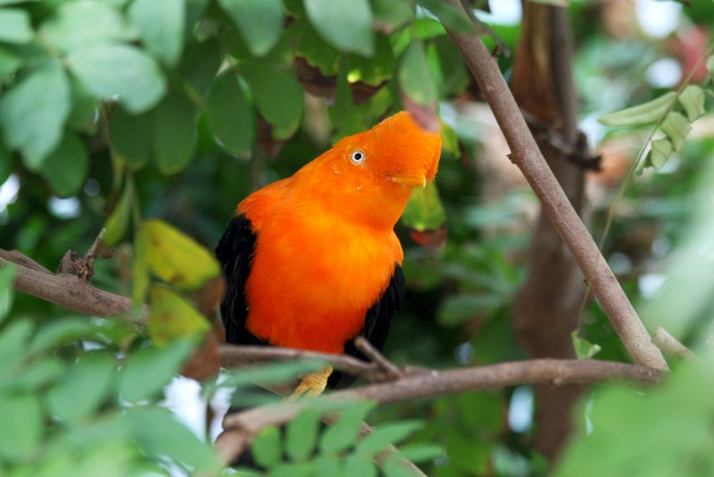 Rupicola rupicola