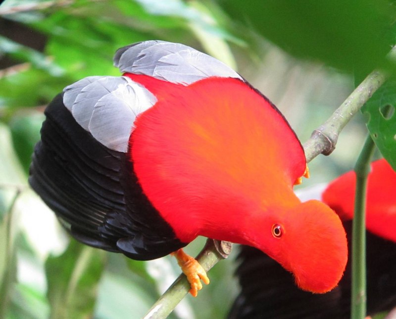 Rupicola rupicola
