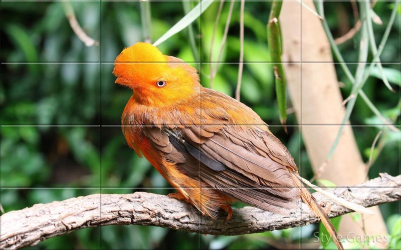 Rupicola rupicola