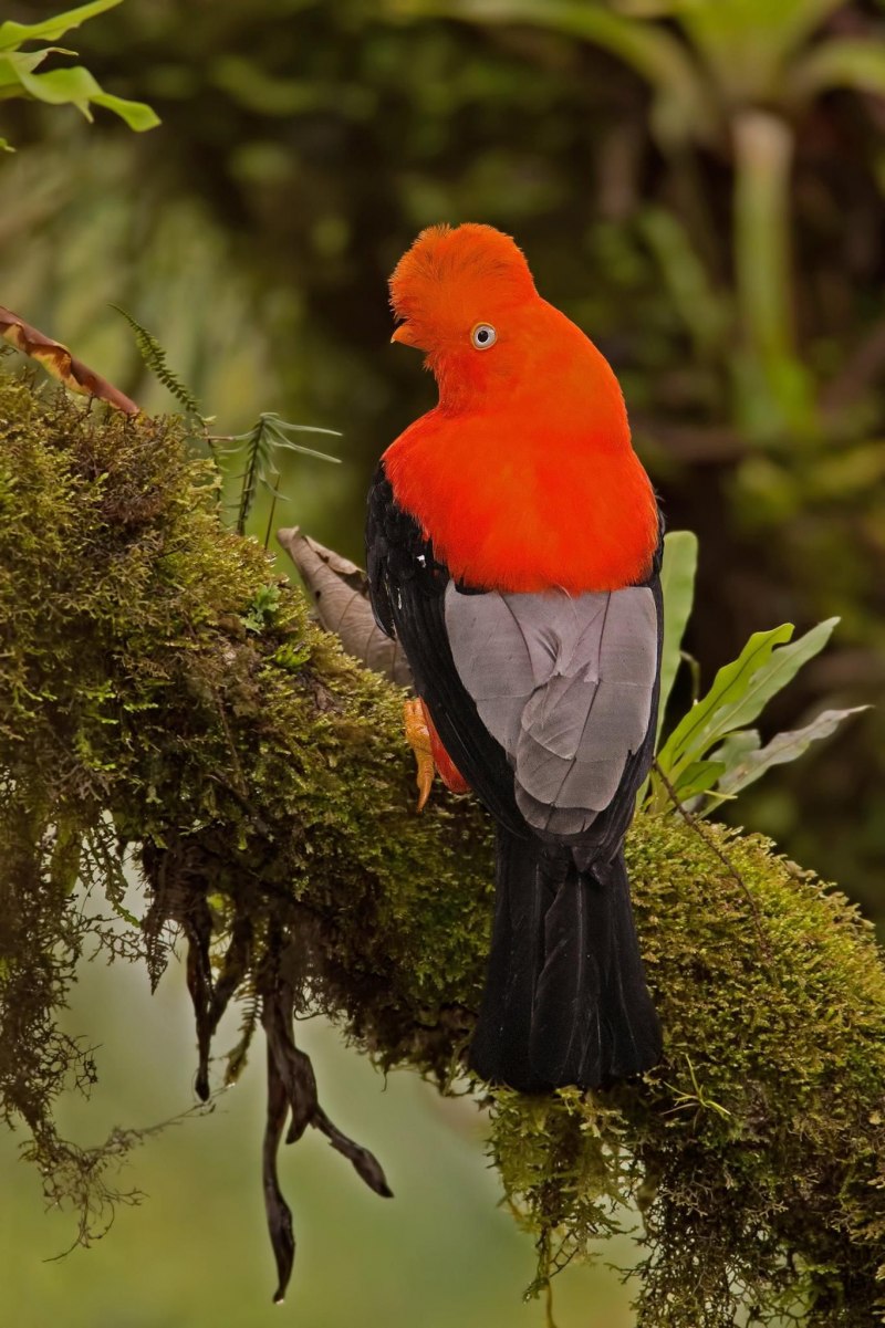 Andean cock-of-the-Rock
