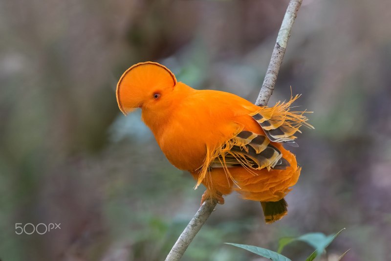 Андский скальный петушок (rupicola peruviana)