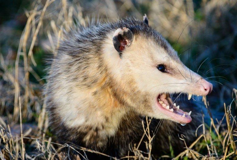Опоссум виргинский (Didelphis virginiana)