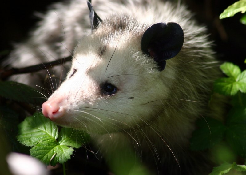 Опоссум (Didelphis virginiana)