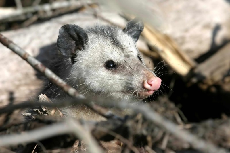 Опоссум (Didelphis virginiana)