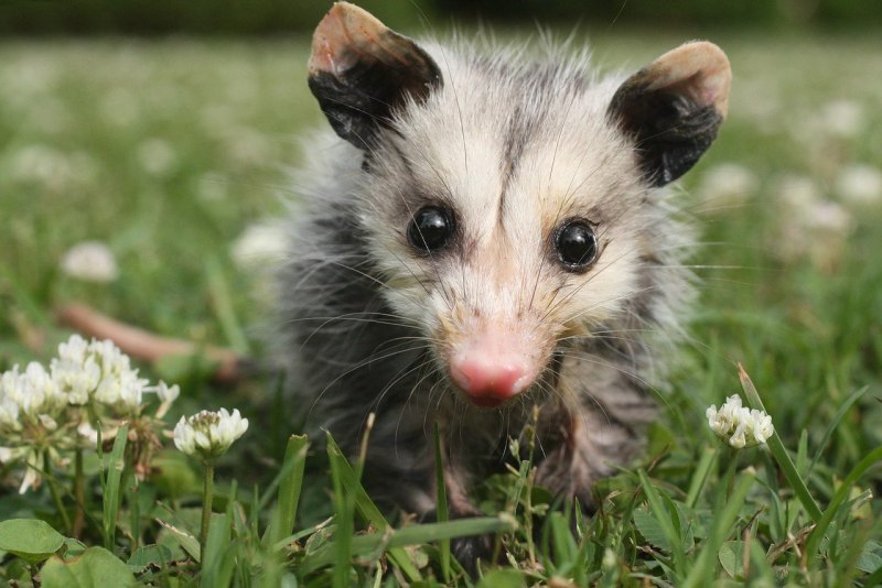 Опоссум виргинский (Didelphis virginiana)