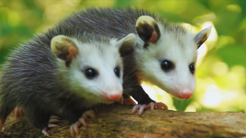 Опоссум виргинский (Didelphis virginiana)