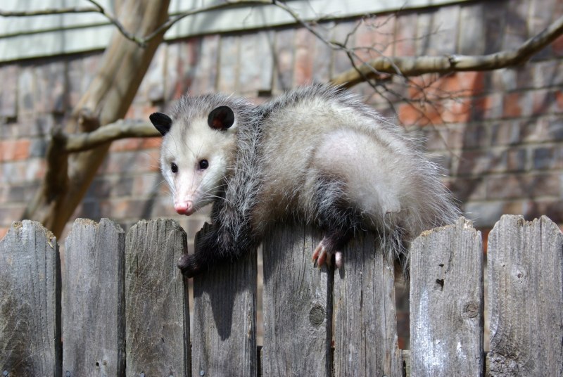 Опоссум виргинский (Didelphis virginiana)