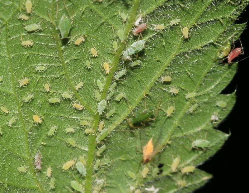 Свекловичная тля Aphis fabae