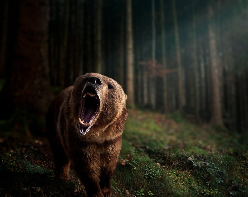Медведь Kuma Tekken
