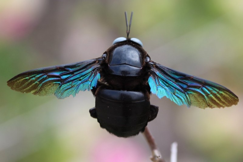 Шмель плотник Xylocopa фиолетовый