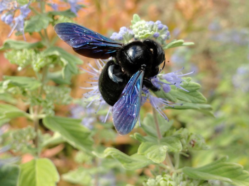 Пчела-плотник Xylocopa