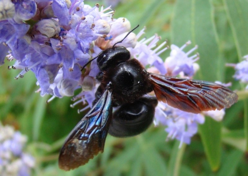Пчела-плотник Xylocopa Valga