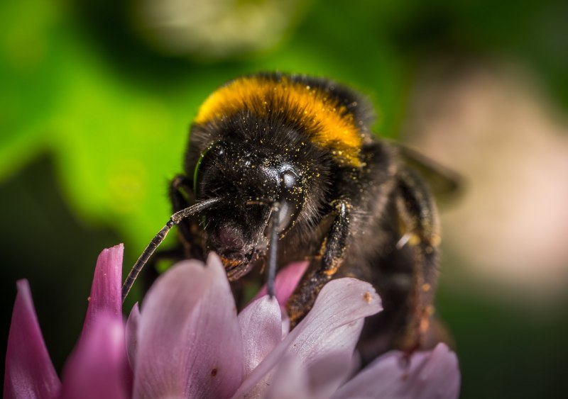 Пчела-плотник фиолетовая Xylocopa violacea l.