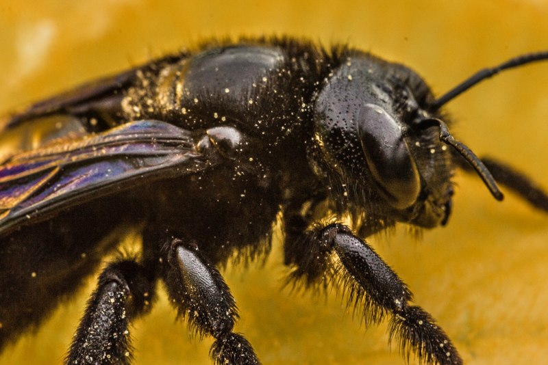 Bombus Bombus Шмель