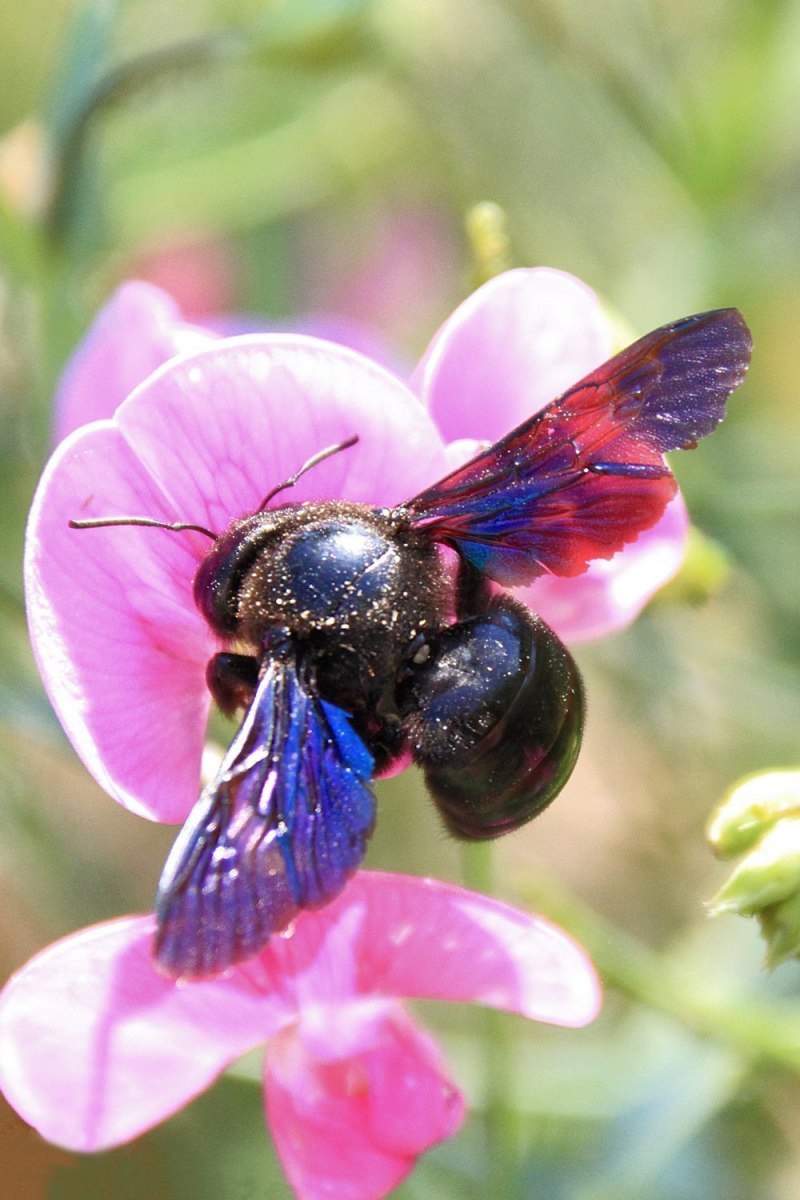 Шмель плотник Xylocopa фиолетовый