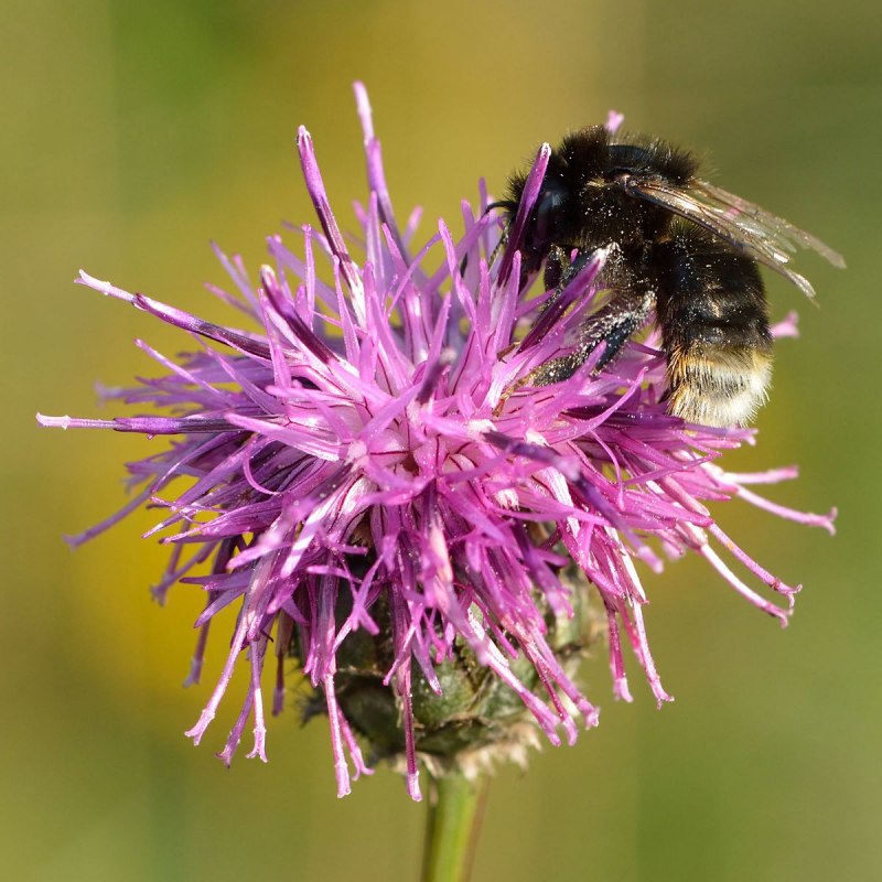 Шмель модестус — Bombus Modestus