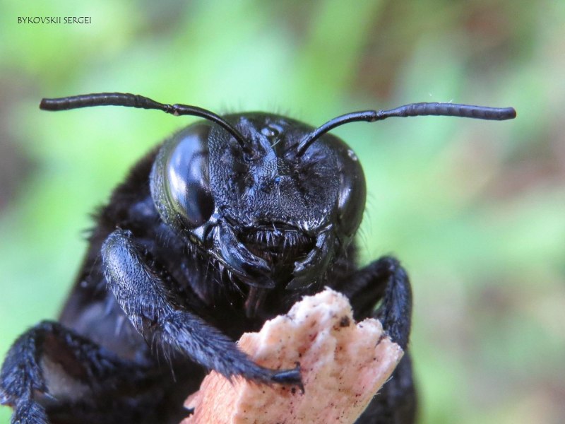 Пчела-плотник Xylocopa Valga
