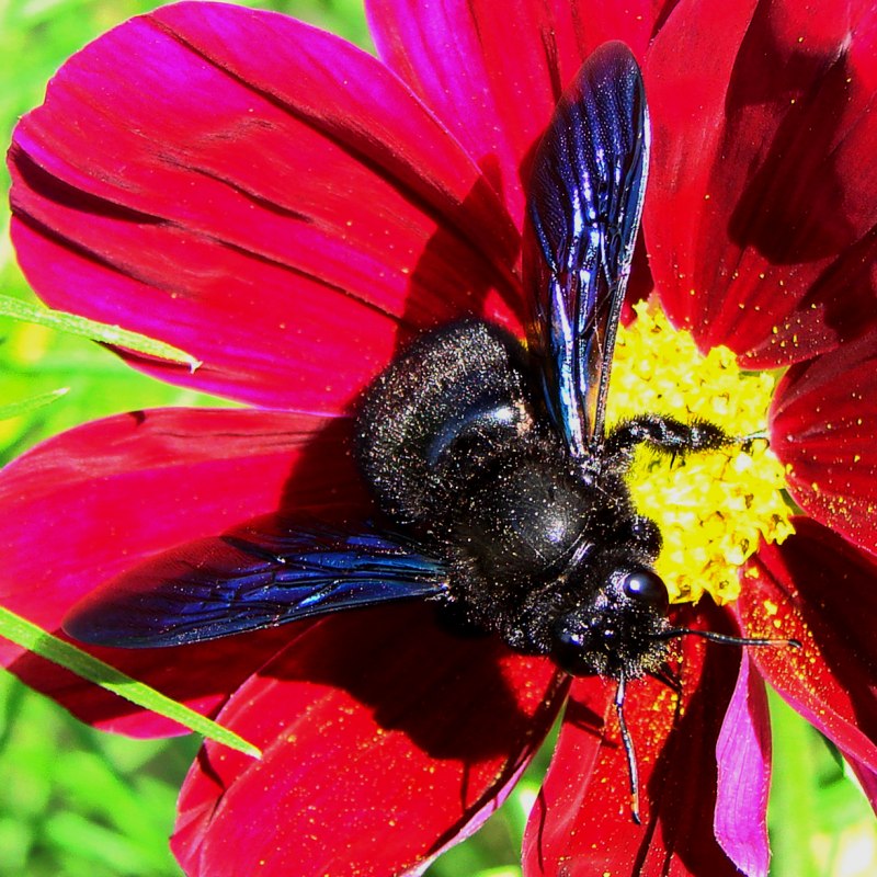 Пчела-плотник Xylocopa Valga