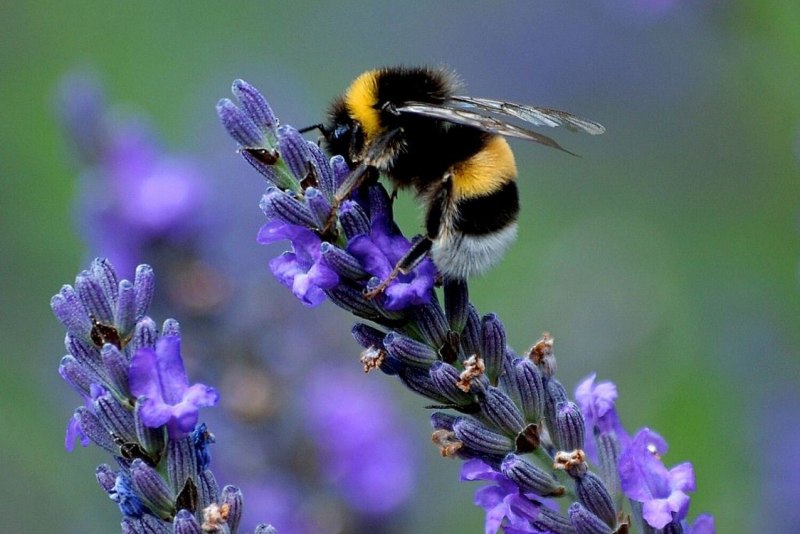 Bombus hypnorum