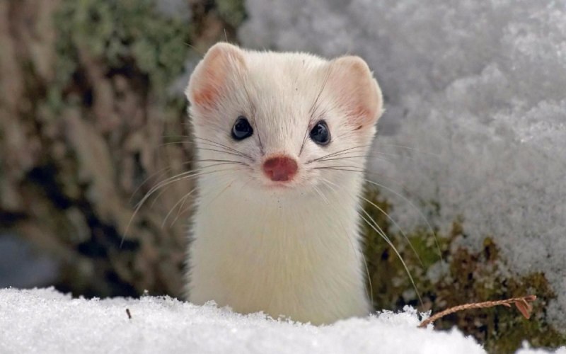 Горностай (Mustela erminea)