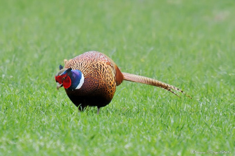 Золотой фазан Chrysolophus pictus