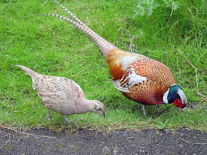 Фазановые (Phasianidae)