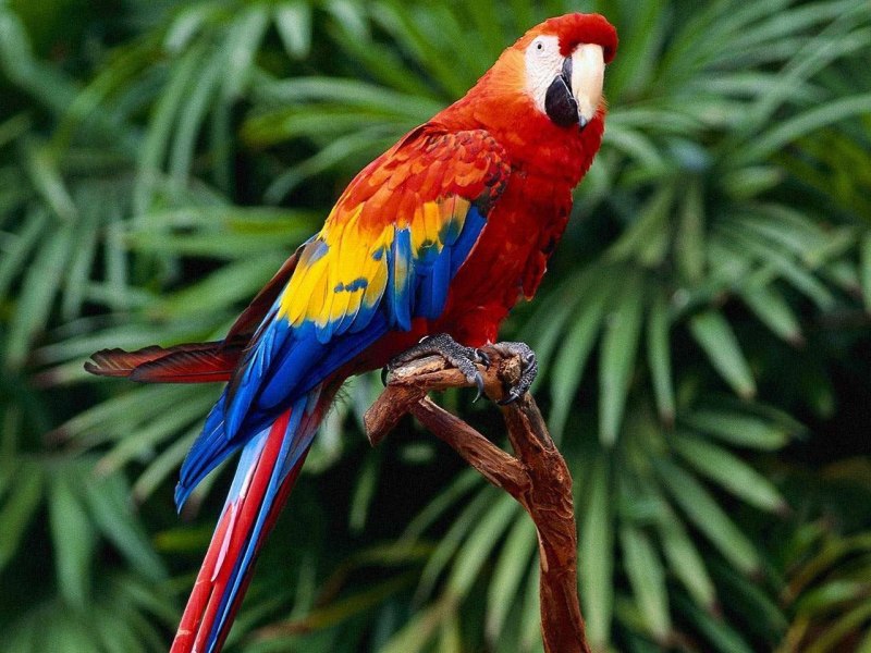 Scarlet Macaw