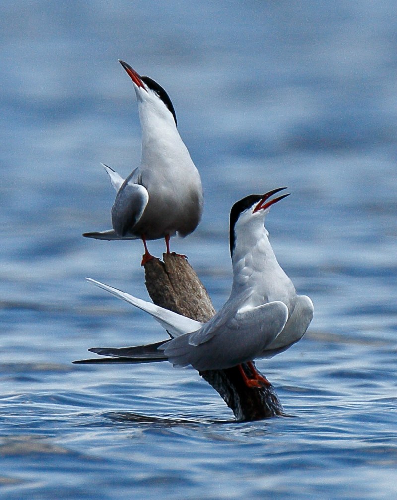 Крачка Речная ‒ sterna Hirundo (l., 1758)