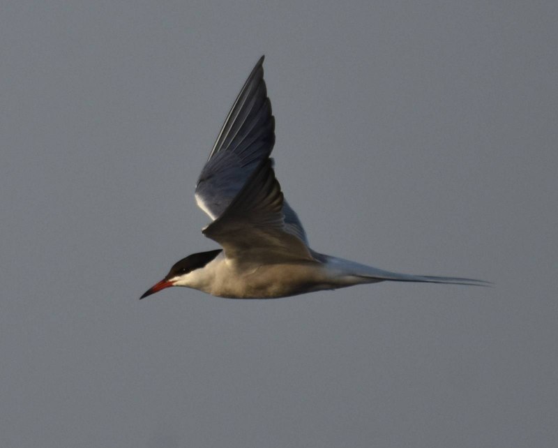 Речная крачка (sterna Hirundo)