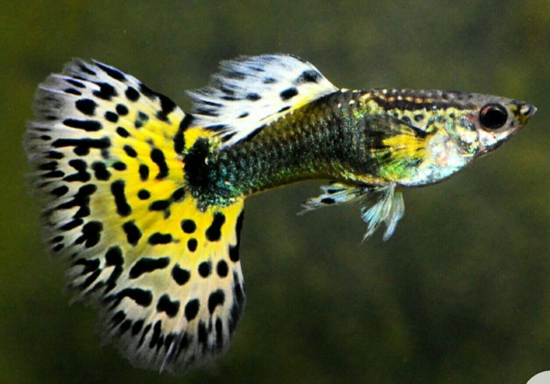 Гуппи Poecilia reticulata