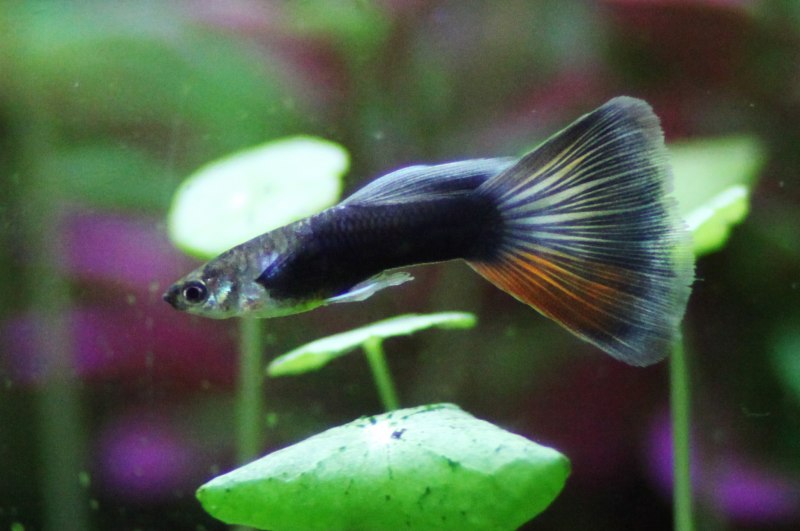Гуппи Poecilia reticulata