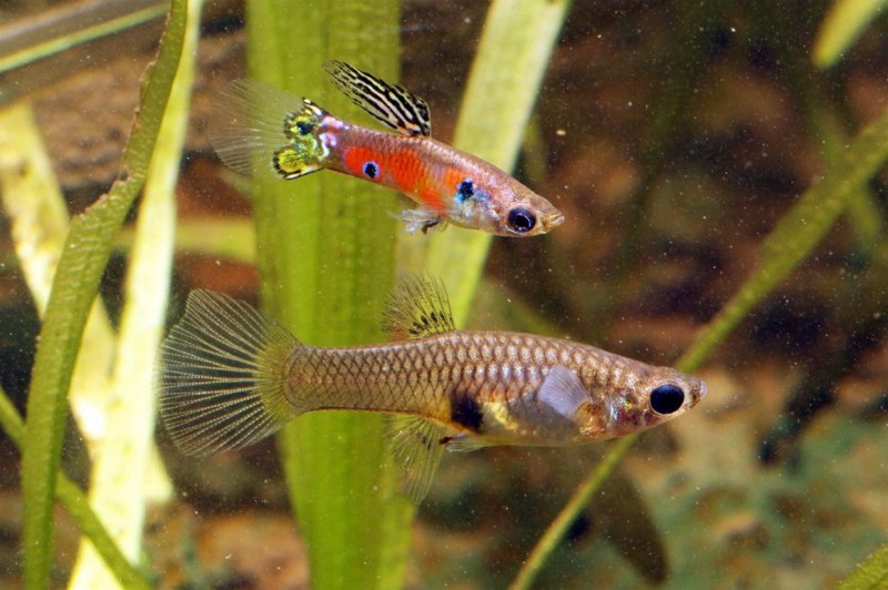 Рыба гуппи Poecilia reticulata