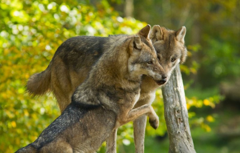Доисторический волк canis Dirus