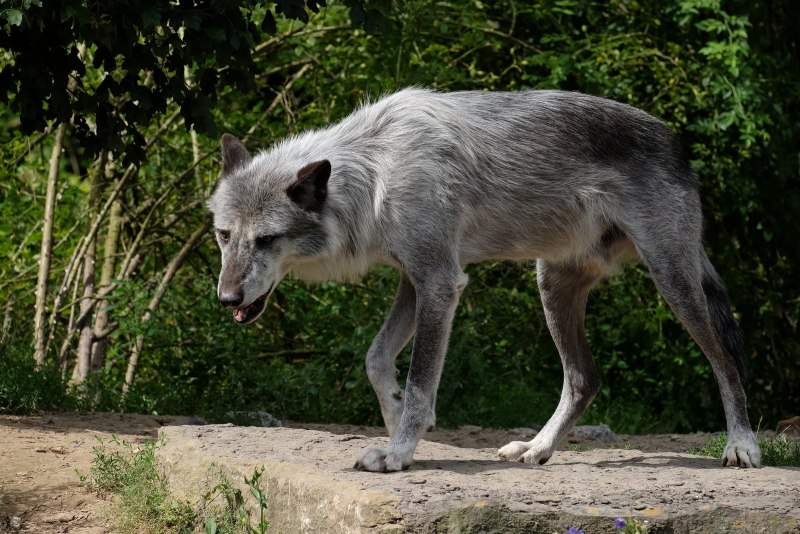 Canis Lupus Maximus
