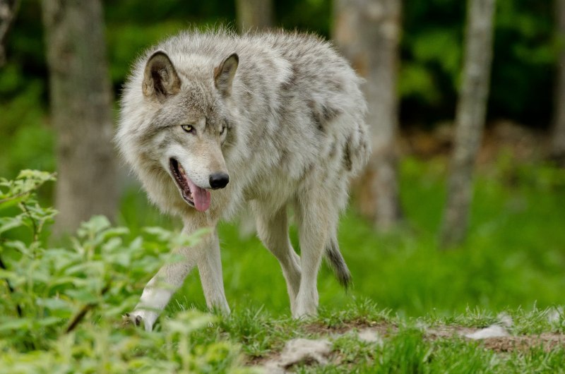 Доисторический волк canis Dirus