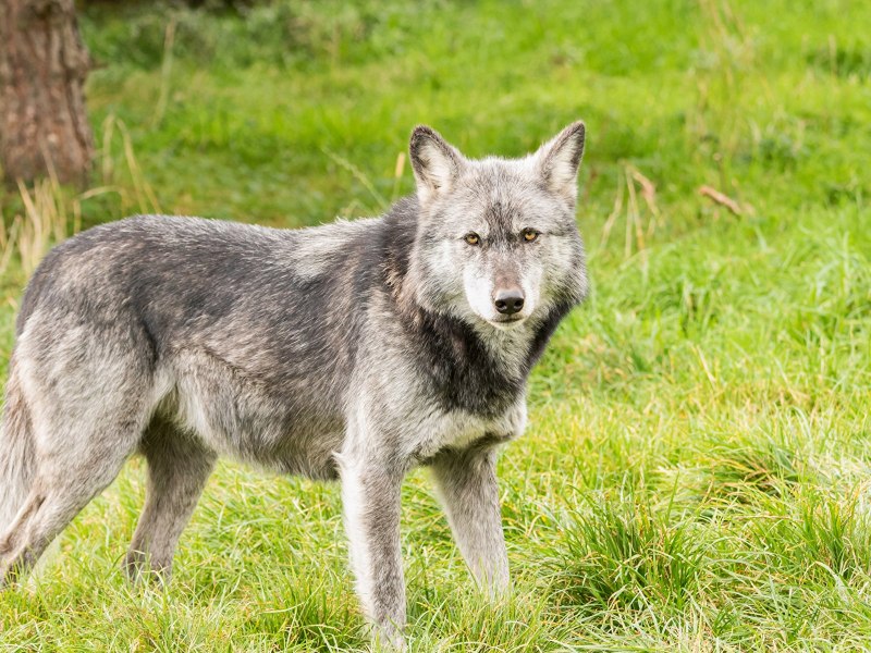 Доисторический волк canis Dirus