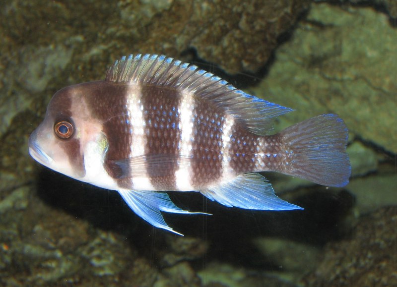 Boulengerochromis microlepis
