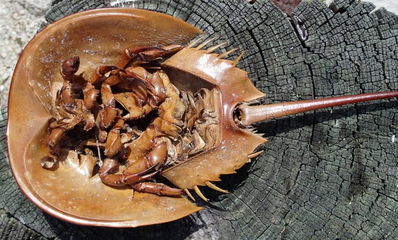 Мечехвост Limulus Polyphemus