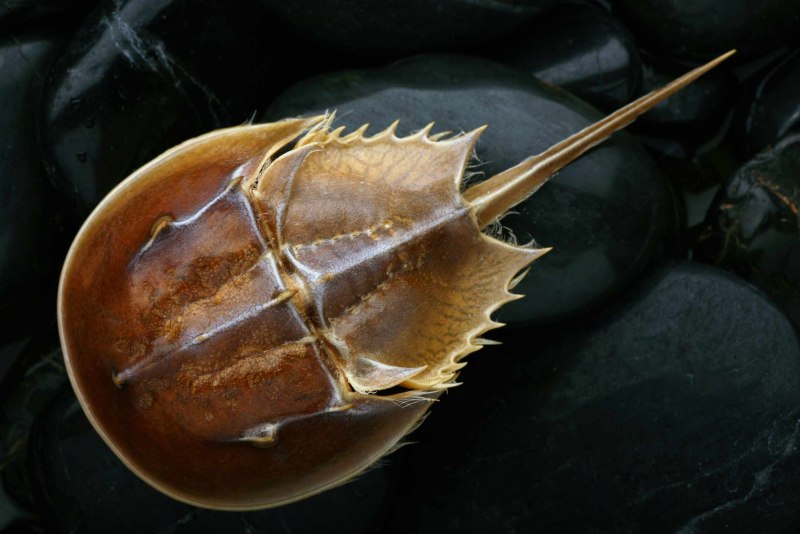 Мечехвост Limulus Polyphemus