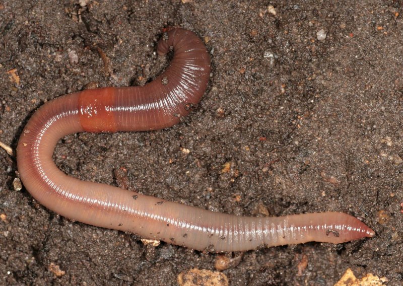 Oligochaeta (Малощетинковые черви)