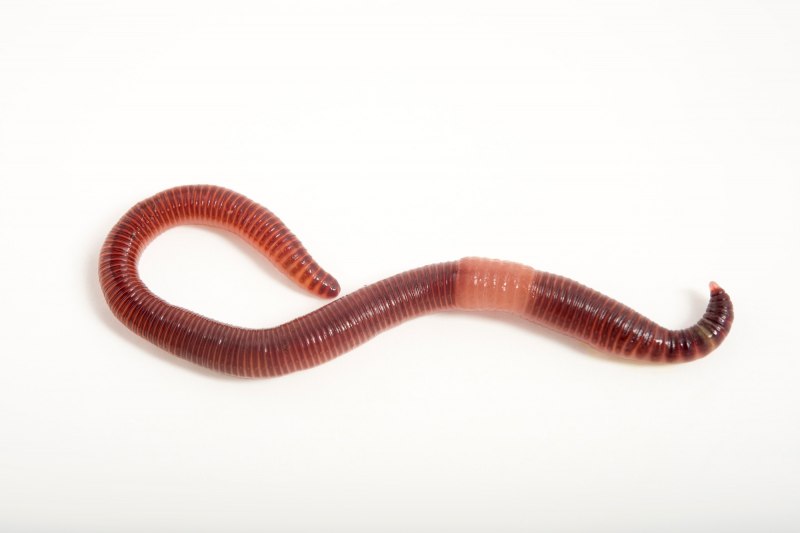 Выползок малый – Lumbricus rubellus