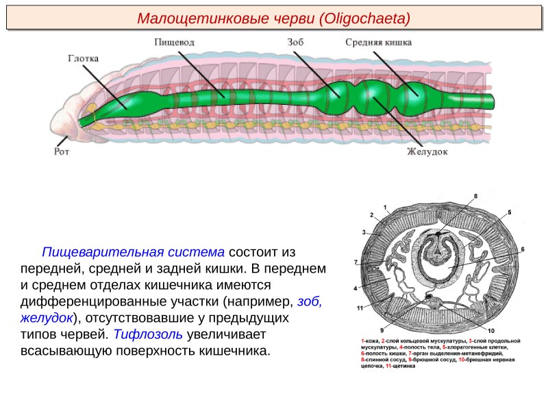 Выделительная система кольчатых червей Малощетинковые