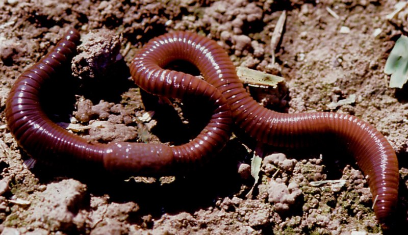 Красный червь (Lumbricus rubellus