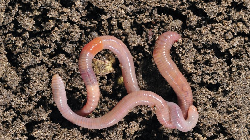 Lumbricus terrestris обыкновенный дождевой червь