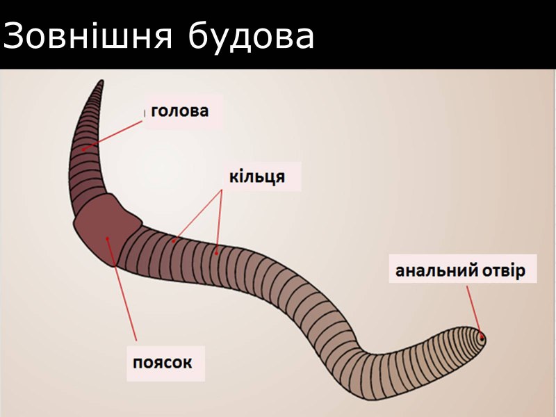 Дождевой червь на белом фоне