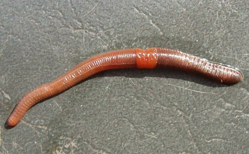Выползок малый – Lumbricus rubellus