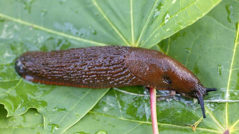Arion vulgaris