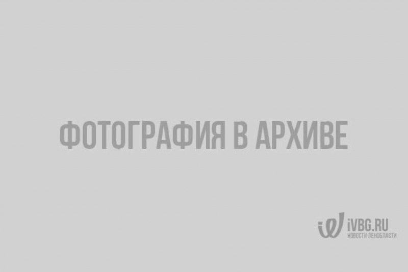СЛИЗНЯК моллюск