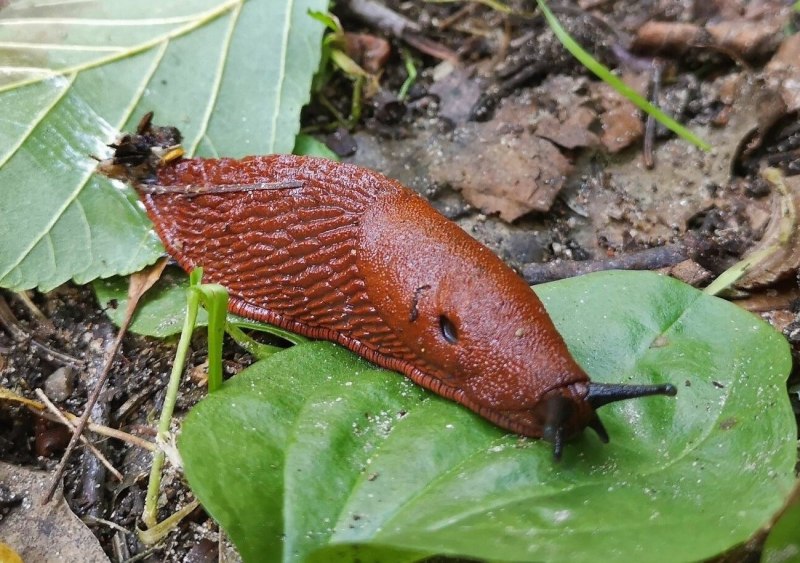 Испанском СЛИЗНЕ Arion vulgaris