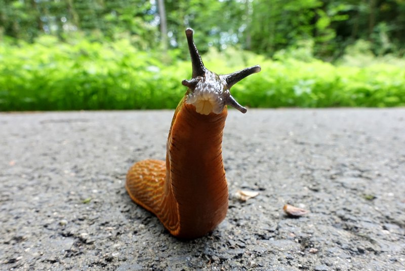 Slug the traveler
